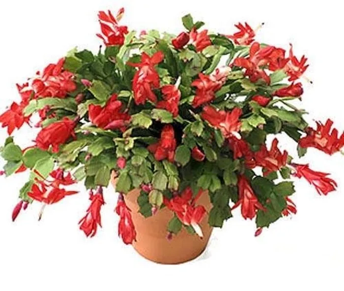 fiori rossi 