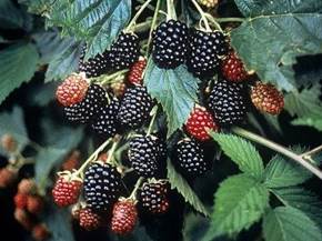 Frutti di bosco coltivazione