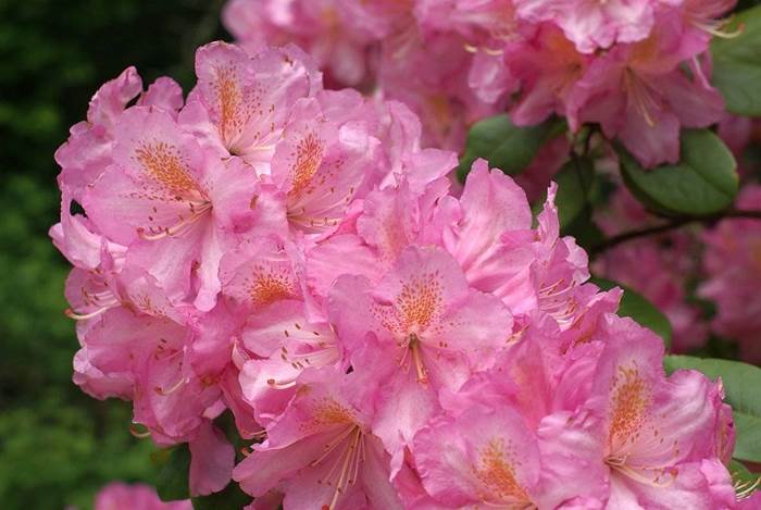 fiori azalea 