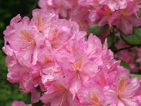 Azalea potatura