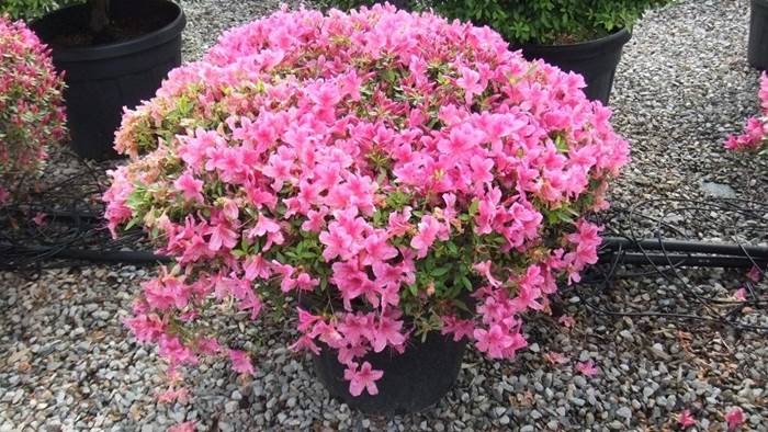 pianta azalea 