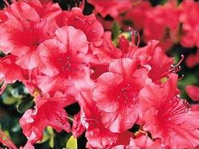 Azalea
