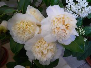 Camelia coltivazione