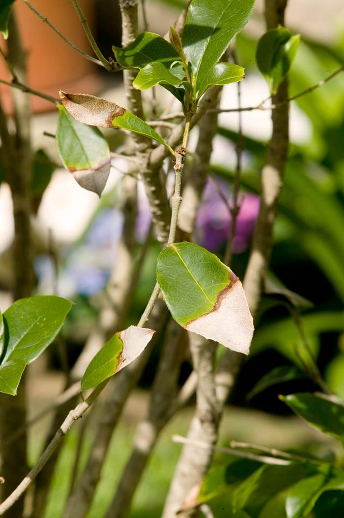 foglie camelia