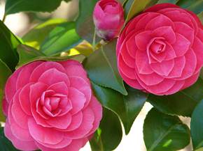 Camelia malattie principali