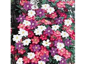 Clematide rampicante
