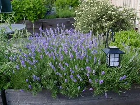 Coltivare fiori da giardino