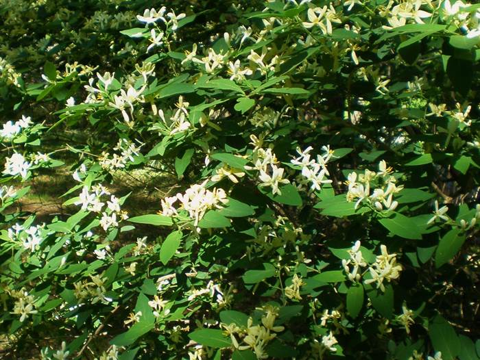 fiori di caprifoglio 