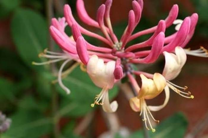 fiore sbocciato