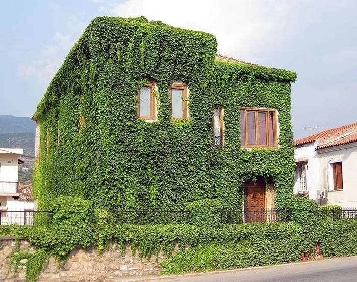 Intero edificio coperto dalla vite canadese