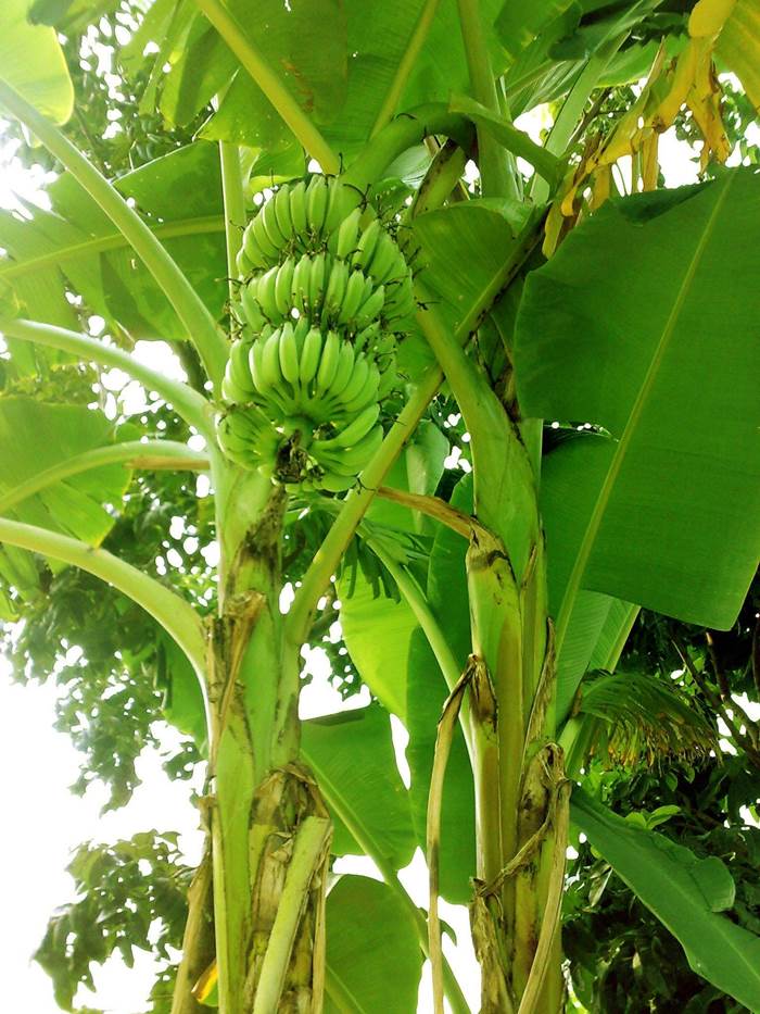 albero