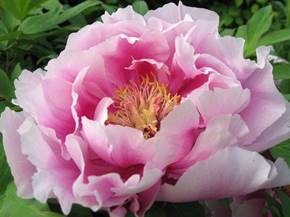 Come coltivare le peonie