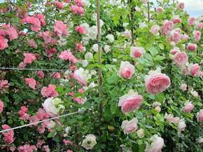 Come coltivare le rose rampicanti 