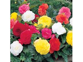 Cura della begonia