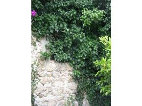 Edera rampicante
