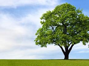 I migliori alberi da giardino