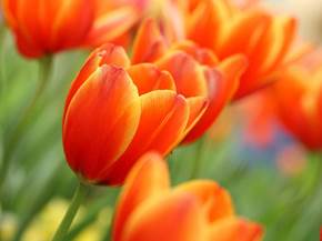 I migliori tulipani