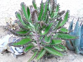 Kalanchoe