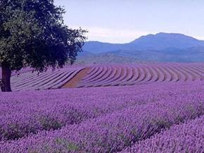 Lavanda coltivazione