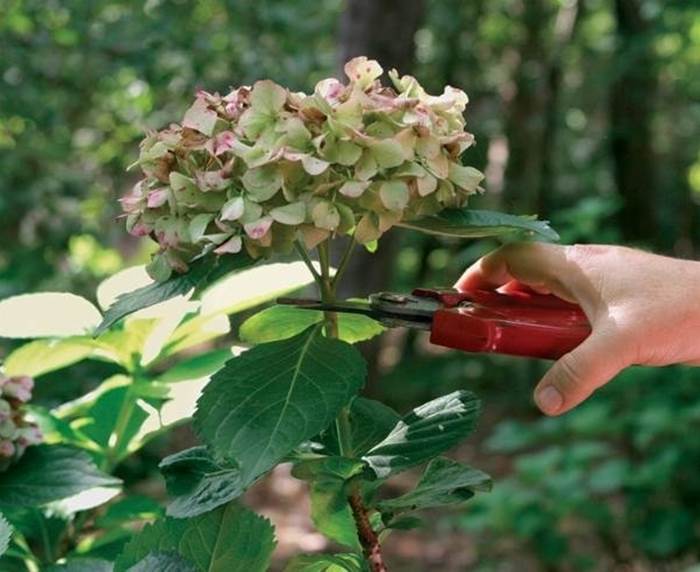 Potatura delle ortensie