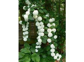 Ortensie rampicanti