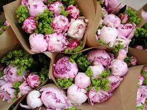 Peonie coltivazione