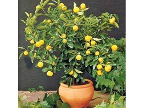 Piante da vaso per esterno