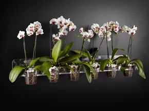 Come scegliere i vasi per orchidee