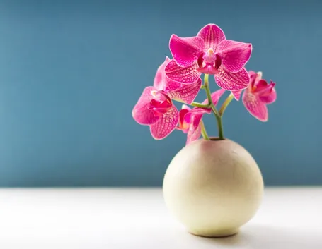 Cura Orchidee