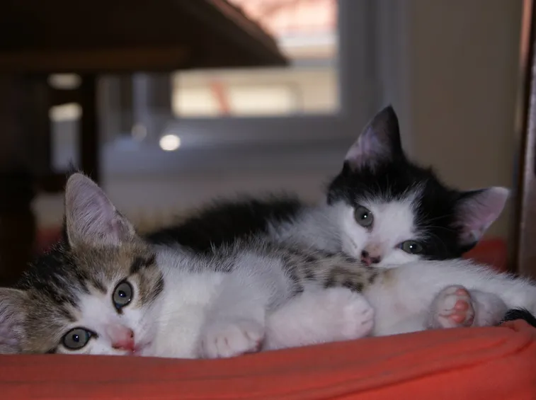 Dei gattini domestici, ambientati tra le mura di casa.