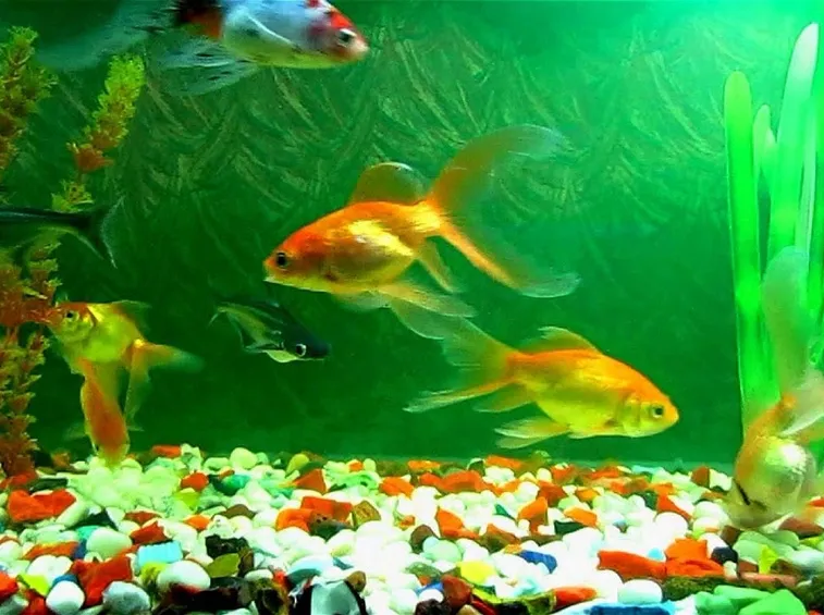 Un esempio di pesci in acquario domestico.