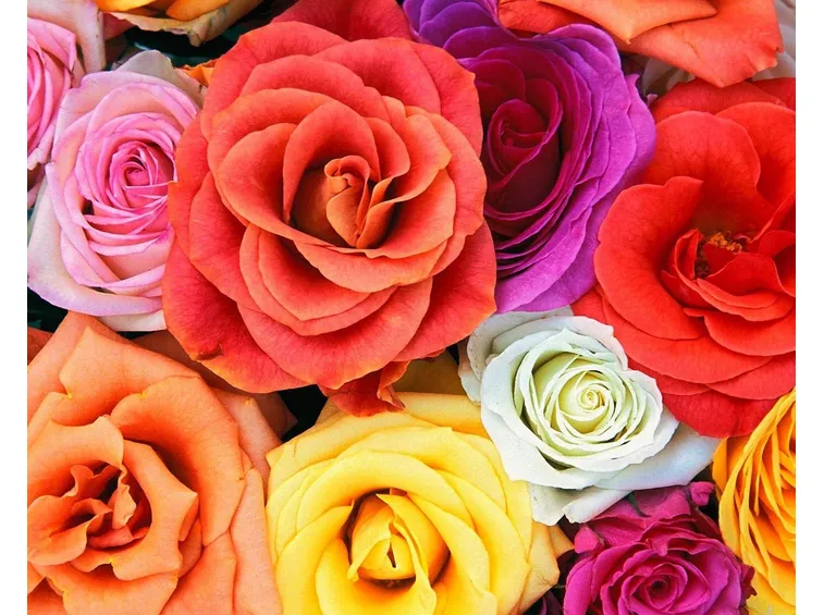 Rose