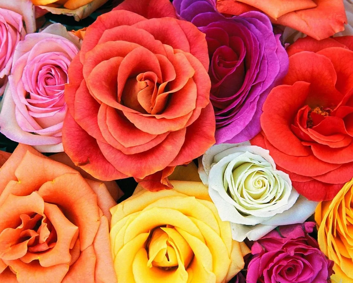 Rose