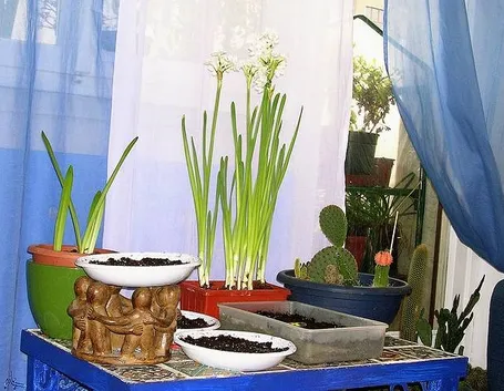 Fiori in casa