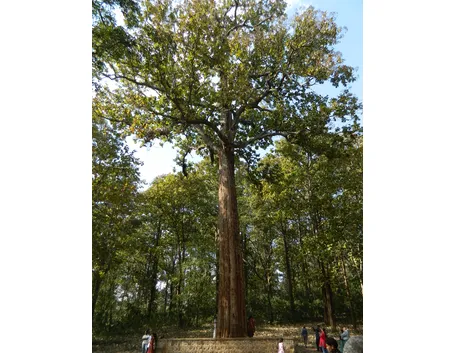 Un grande albero di teak