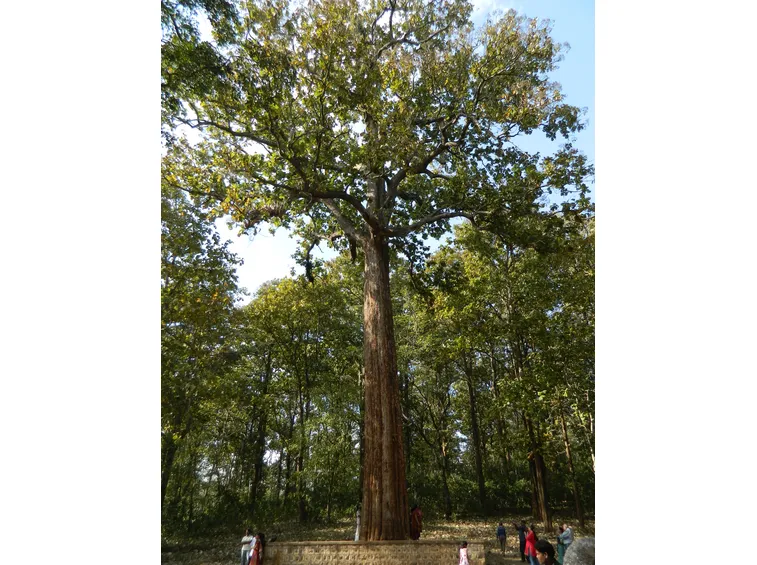 Un grande albero di teak