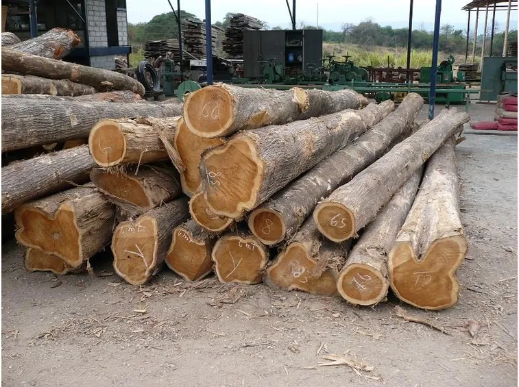 Tronchi di teak abbattuti