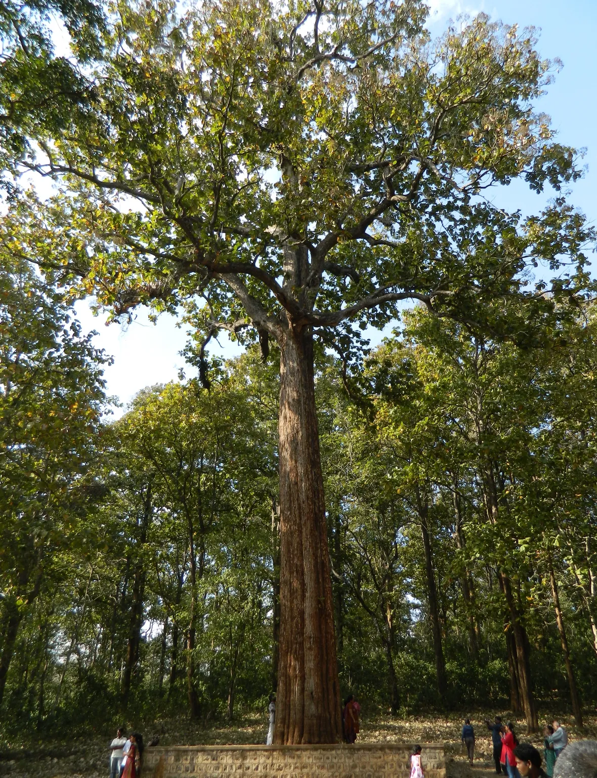 Un grande albero di teak