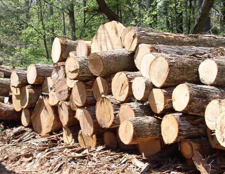 legno