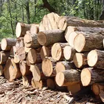 legno
