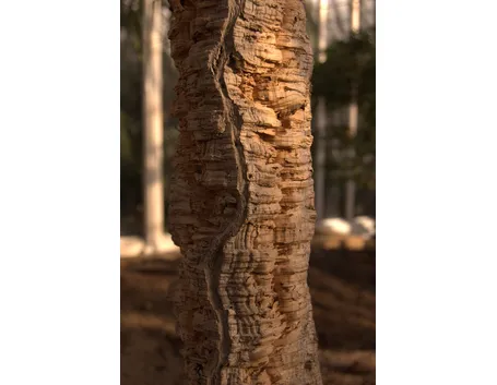 Pianta secolare di quercia da sughero