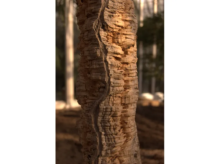 Pianta secolare di quercia da sughero