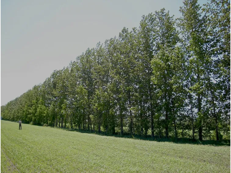 piantagione di pioppi nel Québec