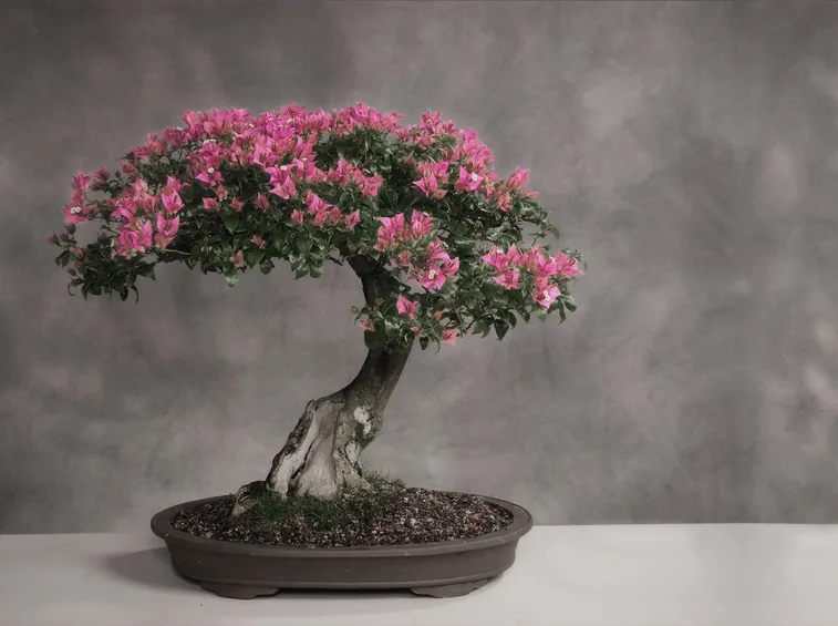 Fare bonsai