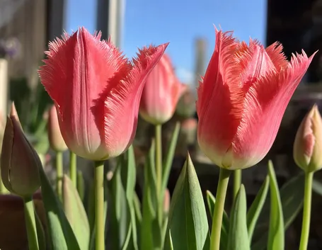 Fiori in giardino