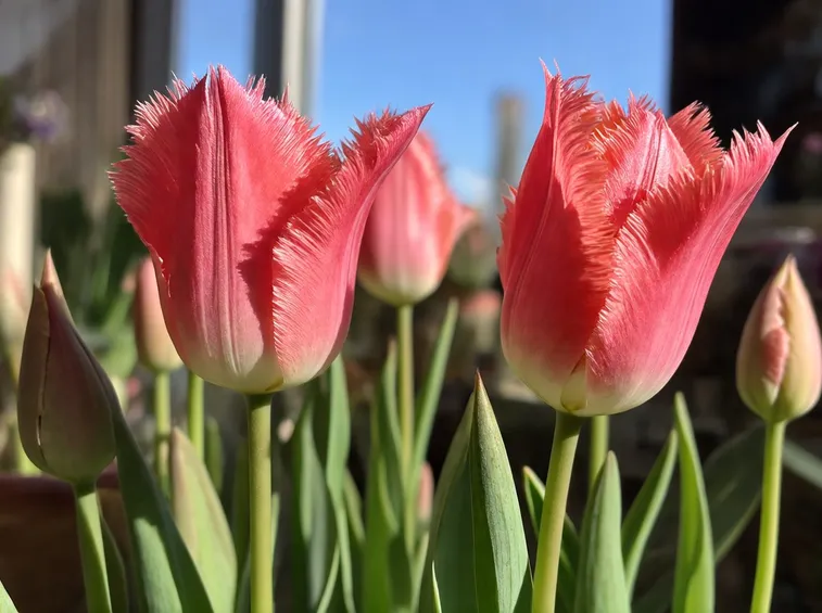 Fiori in giardino