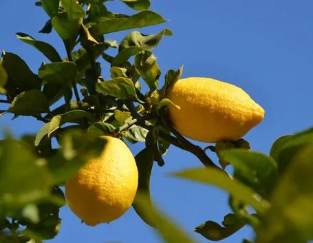 pianta limoni