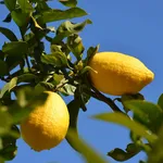 pianta limoni