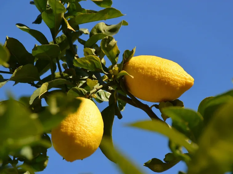 pianta limoni