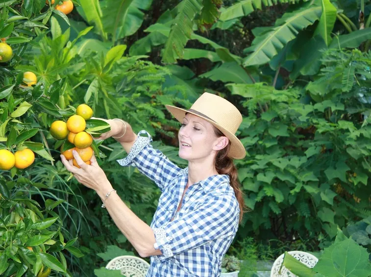 limoni